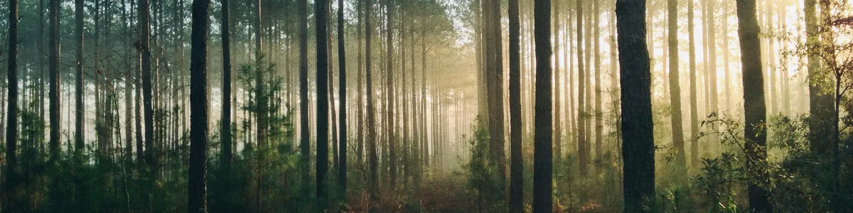 Sunlit pine forest with mist between tall trunks, photographed as a wide 4:1 banner with no people