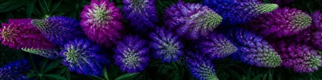 Overhead dusk view of magenta, violet, and cobalt lupine heads packed in a dark garden bed, no people or text